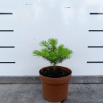 Jedľa kórejská (Abies koreana) - výška 10-15 cm, kont. C2L